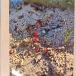 PRZEDSZKOLNY KONKURS FOTOGRAFICZNY