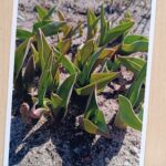 PRZEDSZKOLNY KONKURS FOTOGRAFICZNY