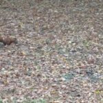 Zwiedzamy Łazienki Królewskie.