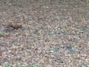 MINICITY, ŁAZIENKI KRÓLEWSKIE