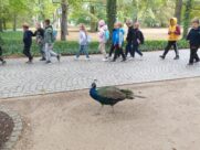 MINICITY, ŁAZIENKI KRÓLEWSKIE