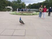 MINICITY, ŁAZIENKI KRÓLEWSKIE