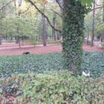 Zwiedzamy Łazienki Królewskie.