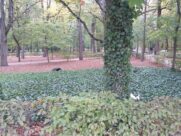 MINICITY, ŁAZIENKI KRÓLEWSKIE