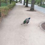 Zwiedzamy Łazienki Królewskie.