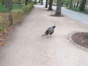 MINICITY, ŁAZIENKI KRÓLEWSKIE