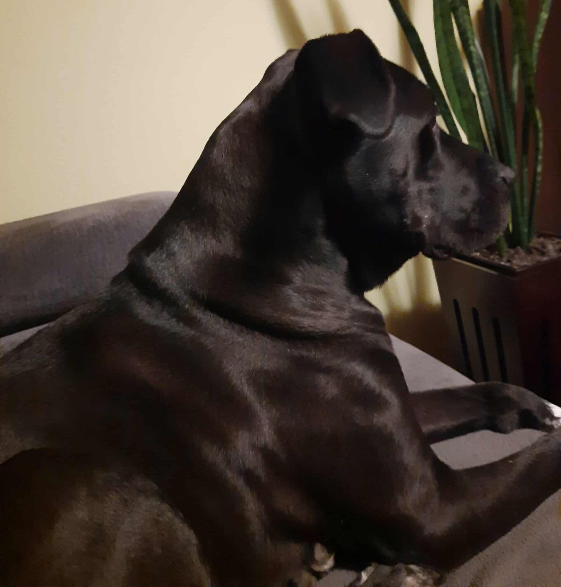 ZBIERAMY KARMĘ DLA PSÓW I KOTÓW!